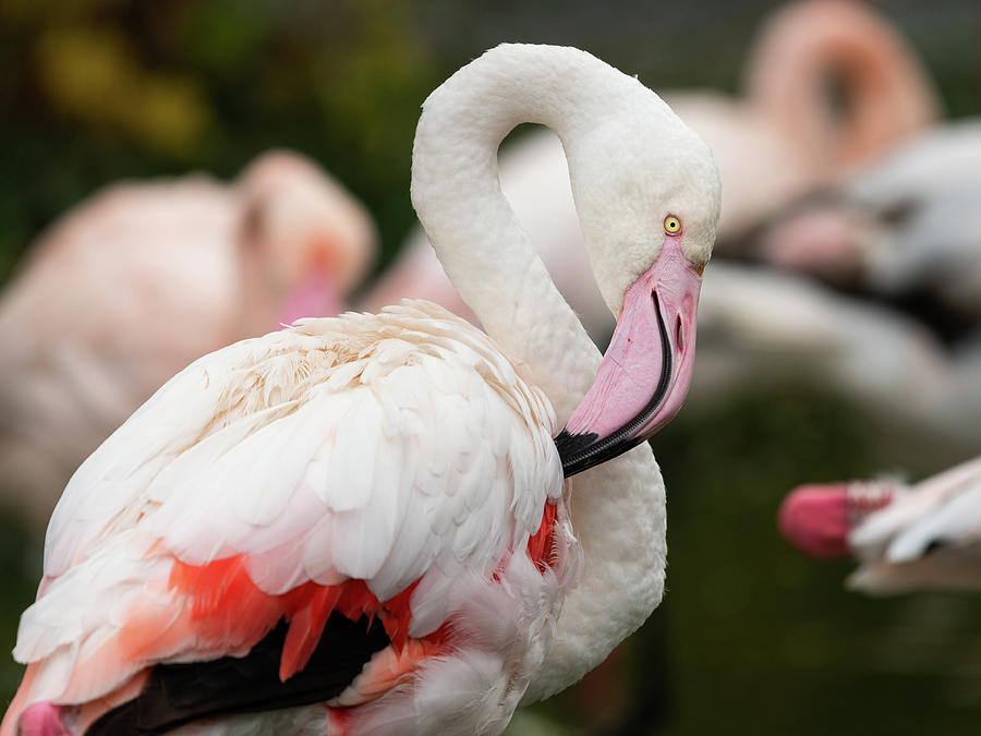 Portrait of a Greater Flamingo in a zoo Photograph by Stefan Rotter ...