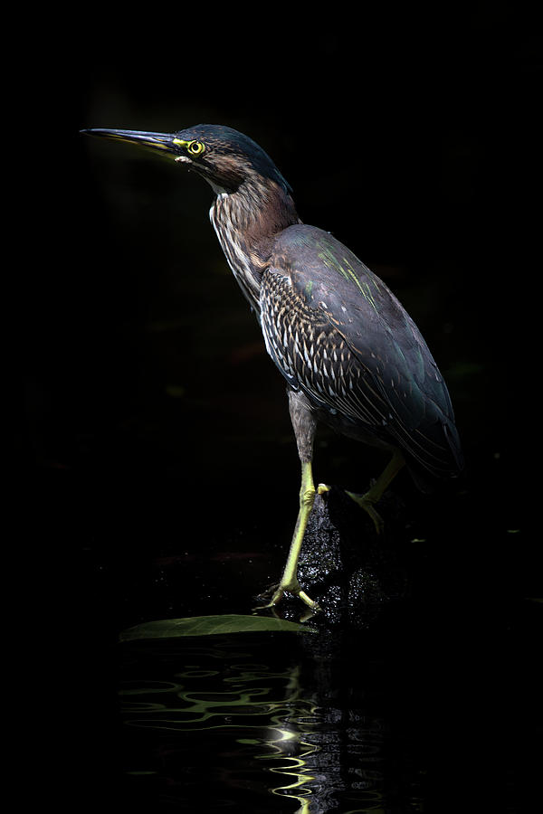Portrait of a Green Heron Photograph by Mark Andrew Thomas