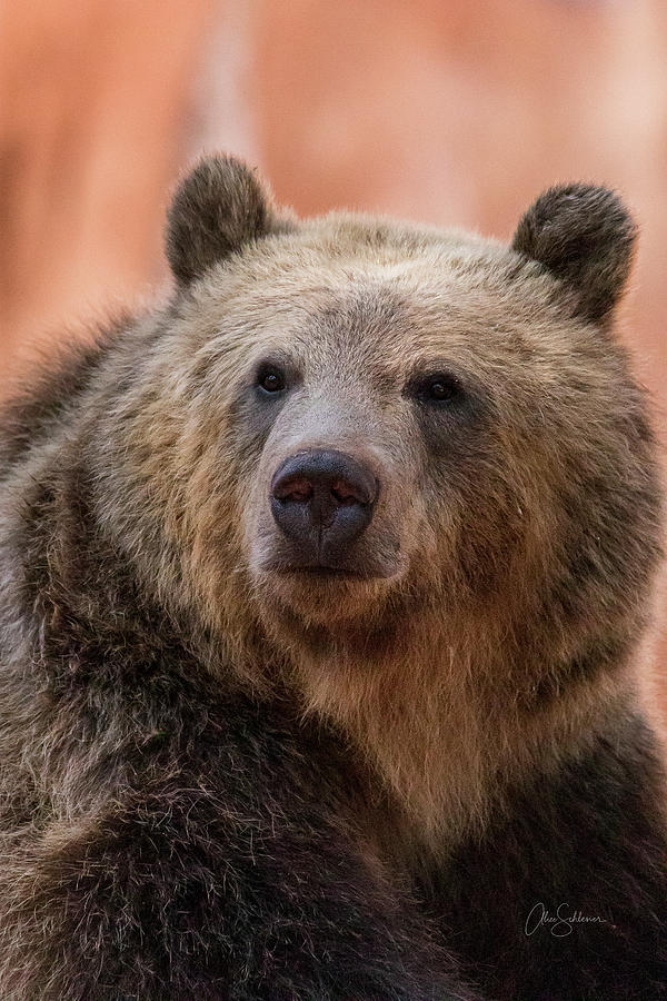 Portrait of A Grizzly  Photograph by Alice Schlesier