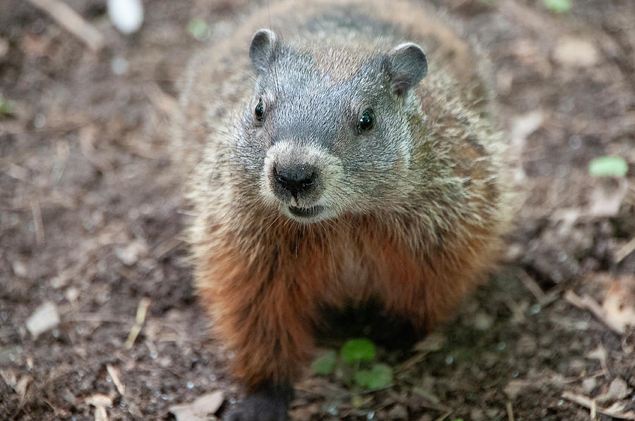 Groundhog Photograph - Portrait of a Groundhog by Lieve Snellings