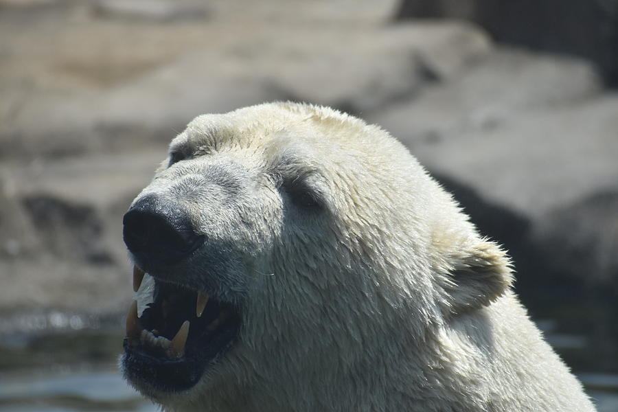 Portrait Of A Growling Polar Bear Photograph By The Lazy Explorers 