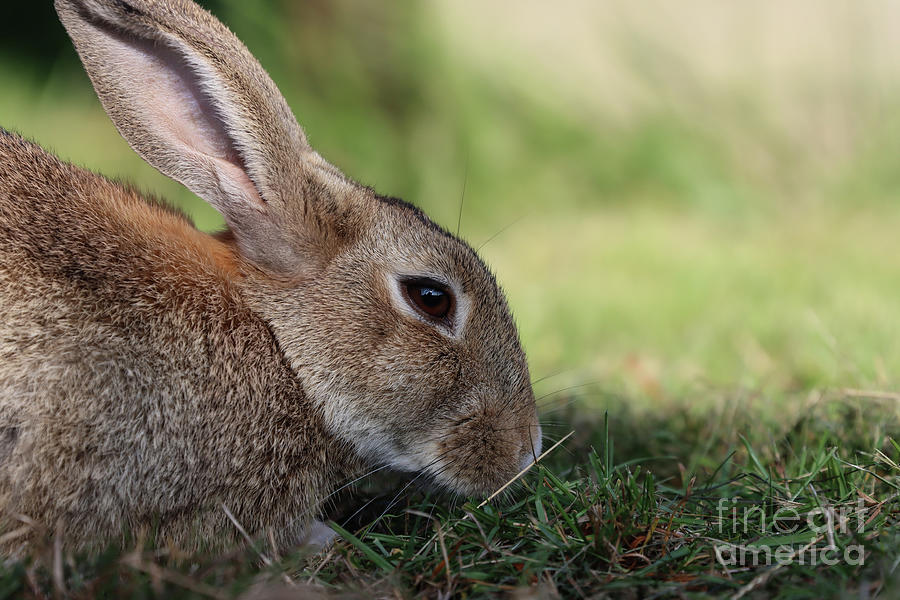 Portrait of a Hare Photograph by Eva Lechner