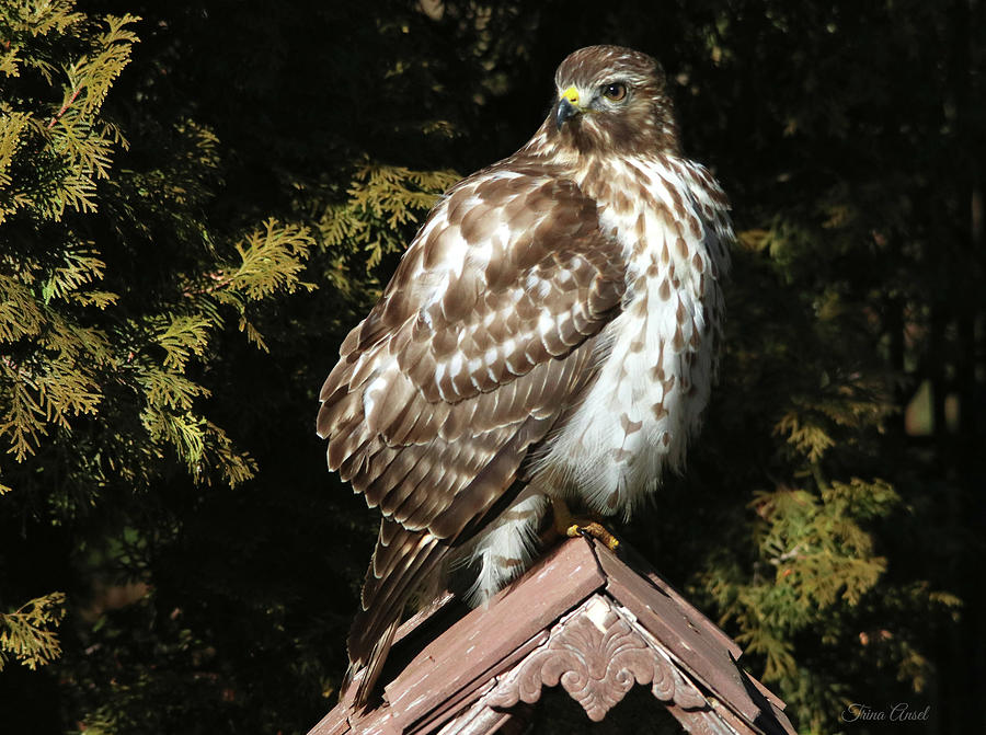 Portrait of a Hawk Photograph by Trina Ansel