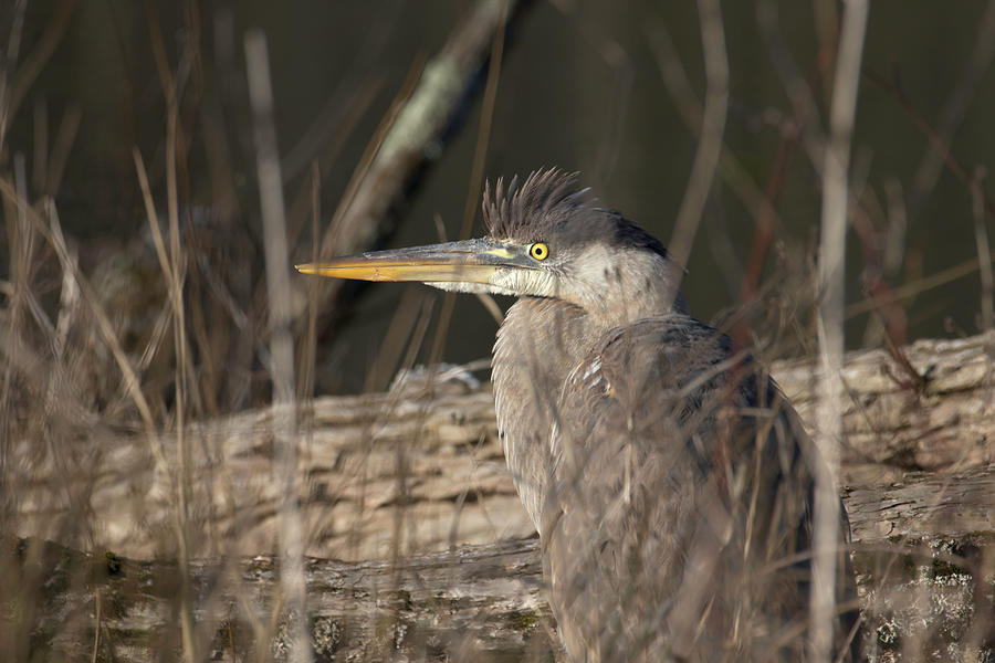 Portrait of a Heron Photograph by Paul Ross