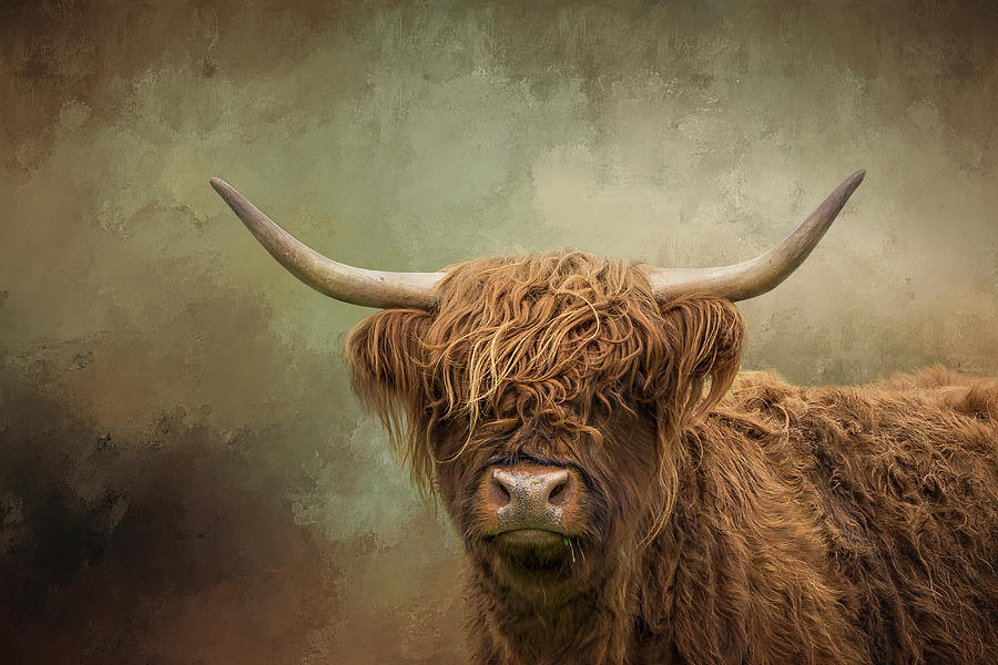 Scottish Highland Cow Digital Art