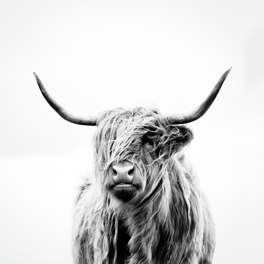 Animal Photograph - Portrait of a Highland Cow - square crop by Dorit Fuhg