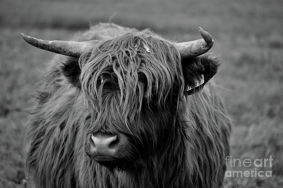 Portrait of a highlander cow Photograph by Vanja Rosenthal - Fine Art ...