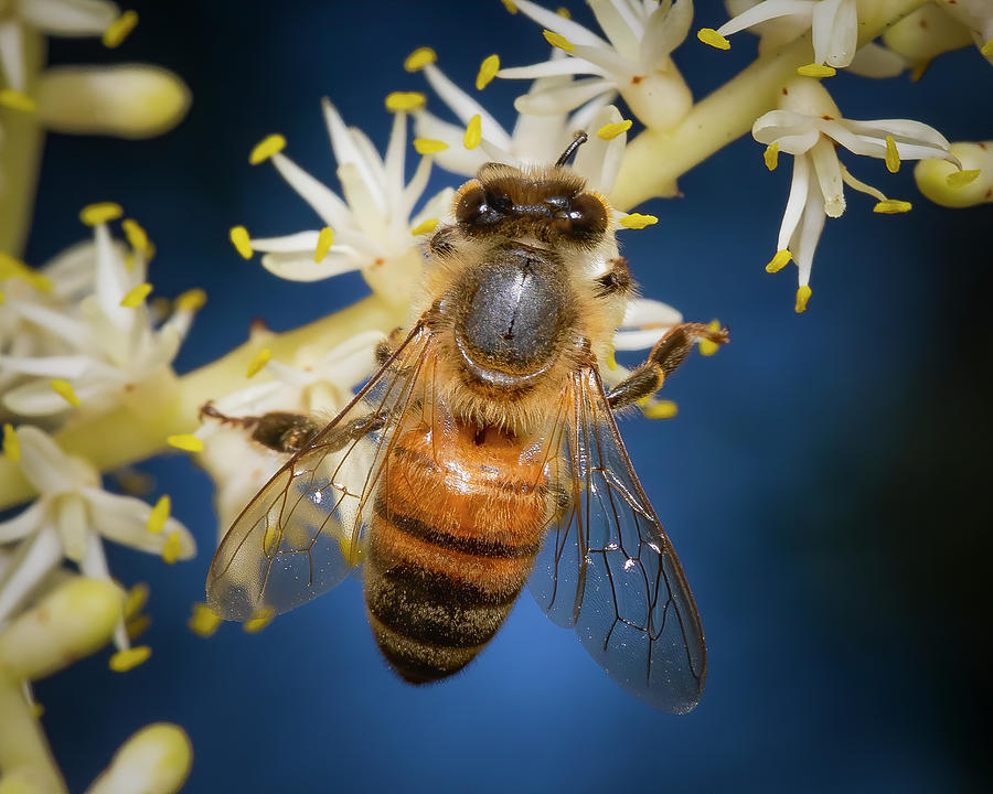 Portrait of a Honey Bee Photograph by Mark Andrew Thomas