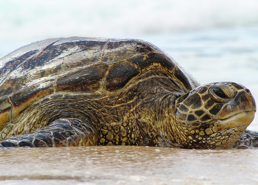 Portrait of a Honu Digital Art by Danny Baker - Fine Art America