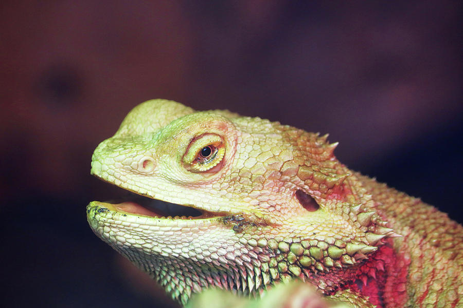 Portrait of a Horned Toad Photograph by Frankie Bradshaw - Pixels