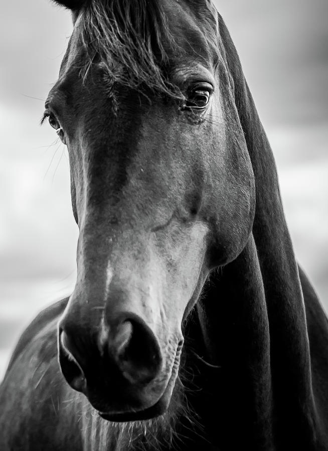 Portrait Of A Horse Photograph by Nicklas Gustafsson