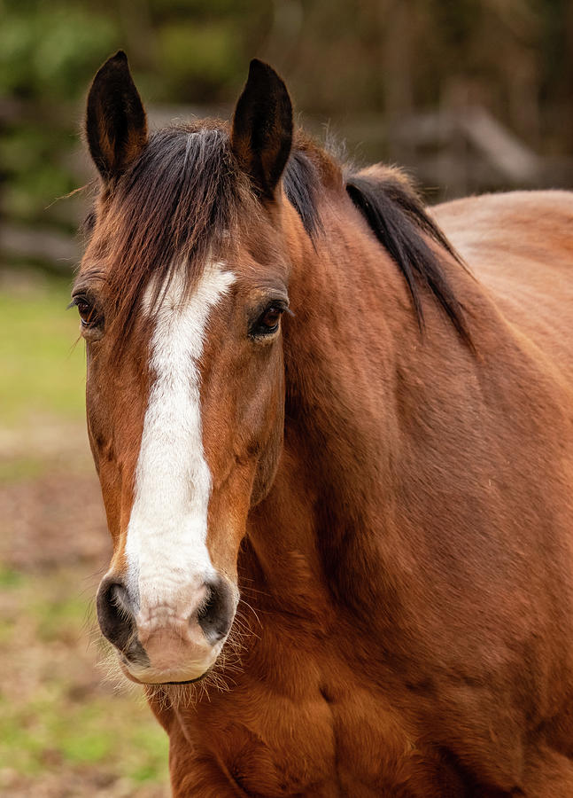 Portrait Of A Horse Photograph