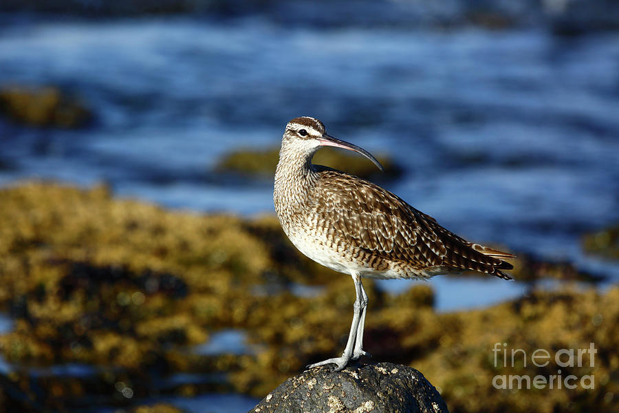Portrait of a Hudsonian whimbrel Photograph by James Brunker