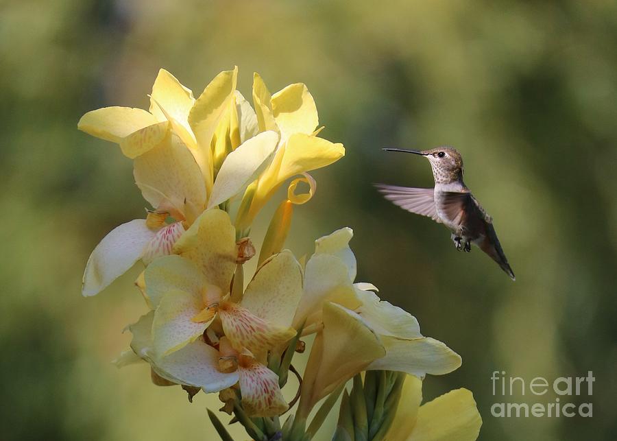 Portrait of a Hummingbird in Golden Light Photograph by Carol Groenen