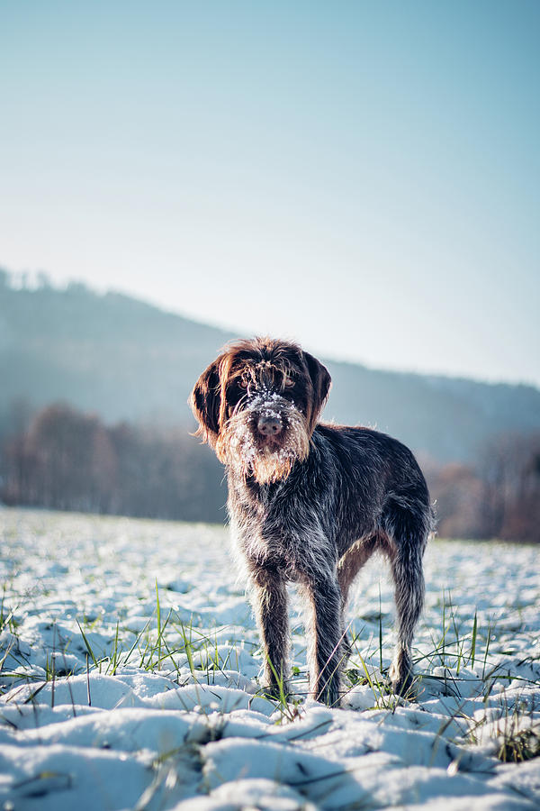 Rough-coated Bohemian Pointer Photograph