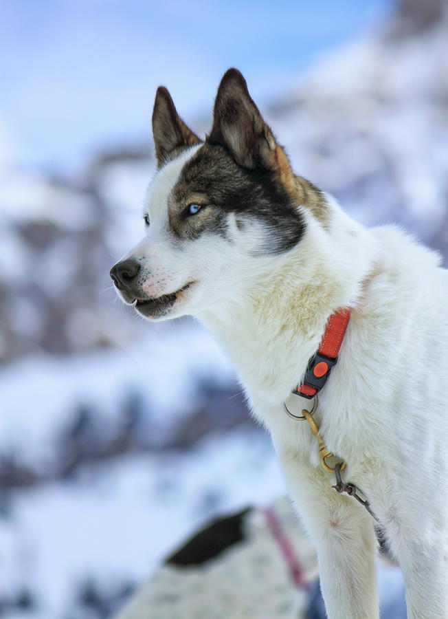 Portrait of a husky in the mountain, Moss pass, Switzerland Photograph by Elenarts - Elena Duvernay photo