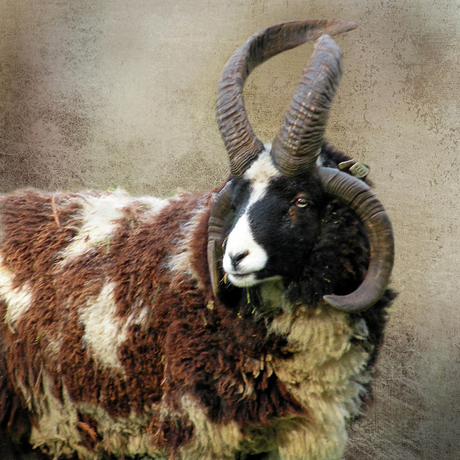 Portrait of a Jacob Sheep Photograph by Sally Banfill