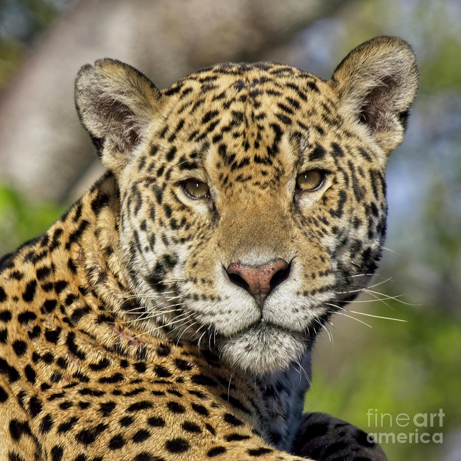 Wildlife Photograph - Portrait of a wild Jaguar by Tony Mills