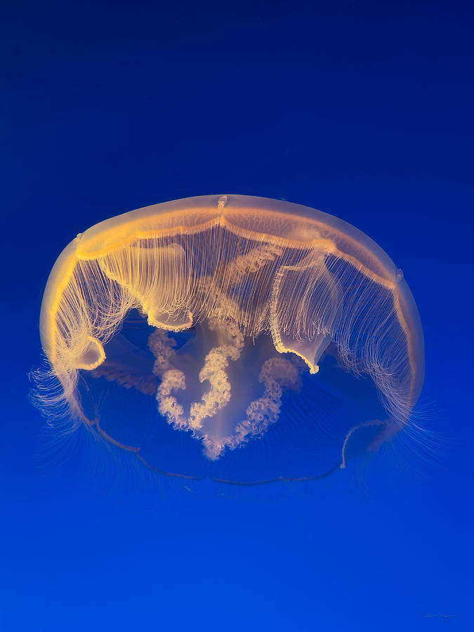 Portrait of a Jellyfish 4 Photograph by John A Rodriguez