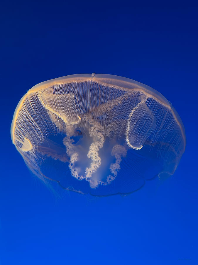 Portrait of a Jellyfish 5 Photograph by John A Rodriguez