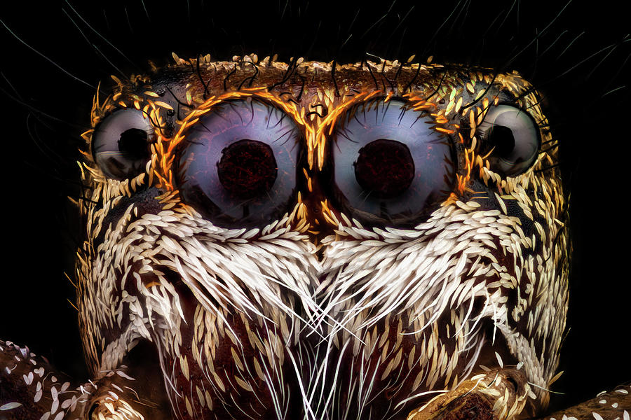 Portrait of a jumping spider magnified 10 times Photograph by Mihai Andritoiu