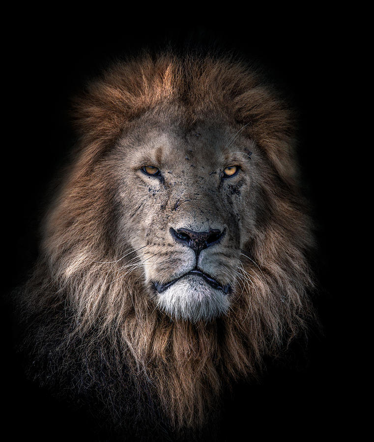 Portrait of a King Photograph by Tommy Mees - Fine Art America