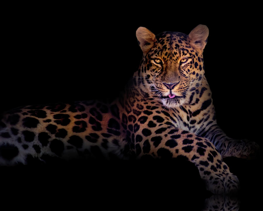 Portrait of a Leopard Photograph by Mark Andrew Thomas