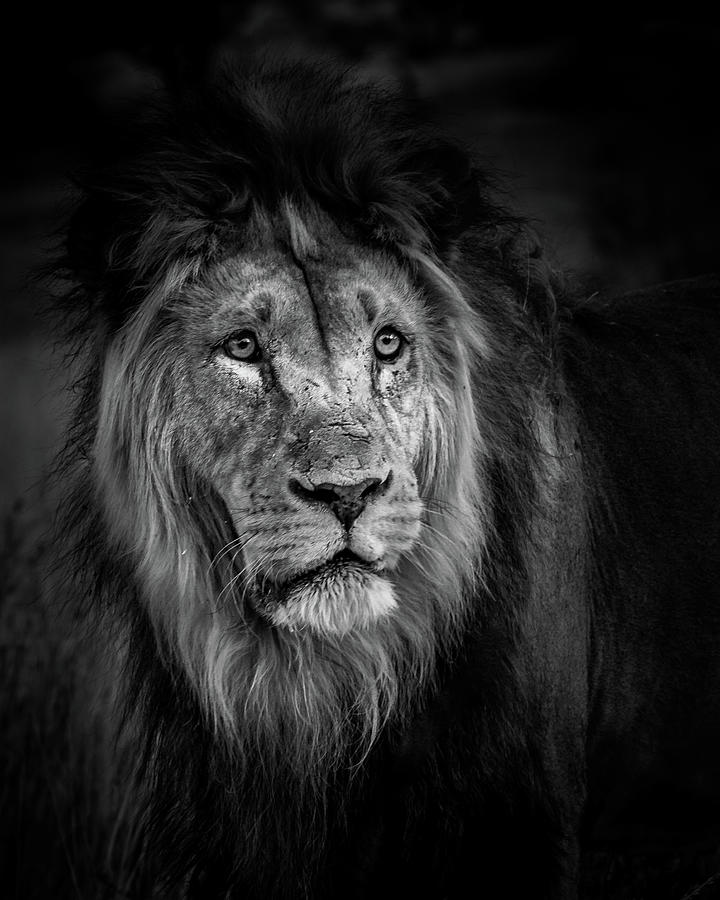 Portrait of a Lion in Black and White Photograph by MaryJane Sesto