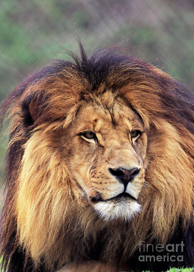Portrait of a Lion King Photograph by John Van Decker