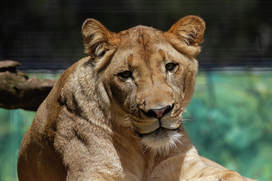 Lion Photograph - Portrait of a Lioness by John Haldane