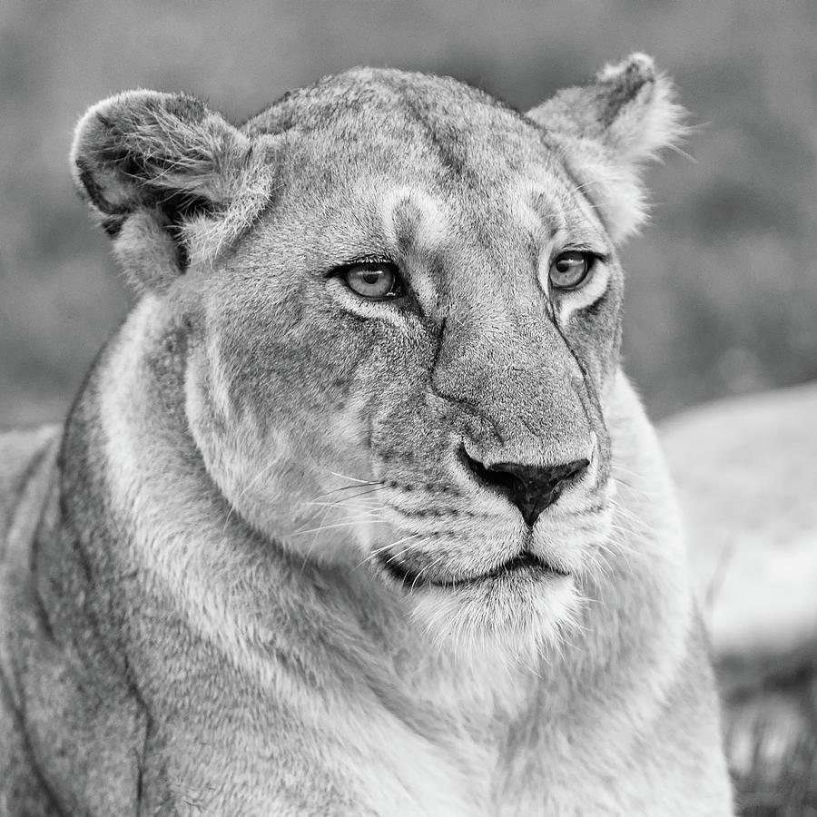 Portrait of a lioness Photograph by Murray Rudd
