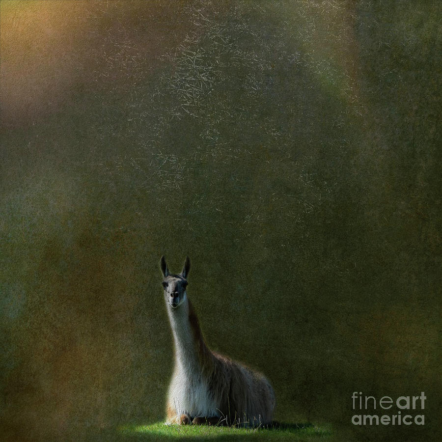 Portrait of a Llama Photograph by Yvonne Johnstone