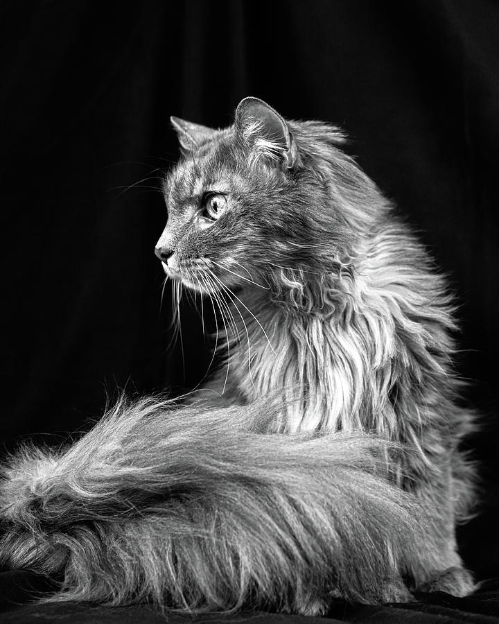 Molly, Maine Coon Cat, in Black and White Photograph by Jeanette Fellows