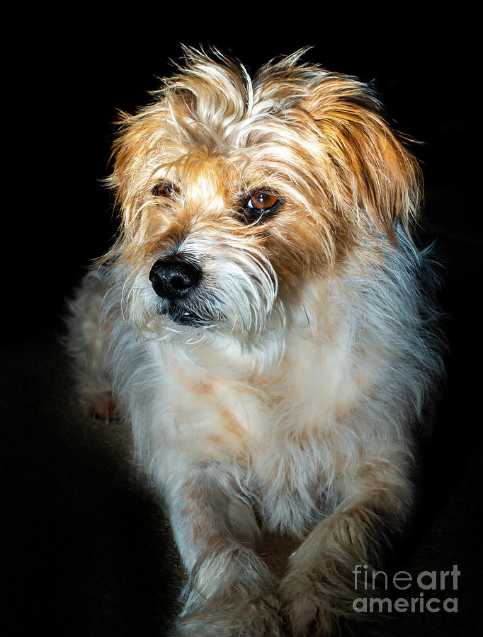 Dog Photograph - Portrait  of a Long Haired Parson Jack Russell terrier. by Christopher Edmunds