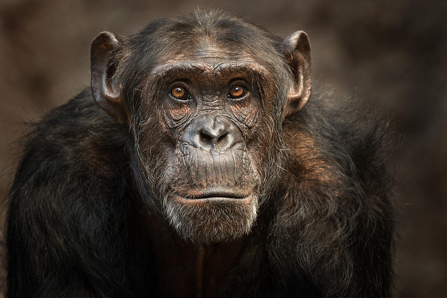 Portrait of a male Chimpanzee Photograph by Andyworks