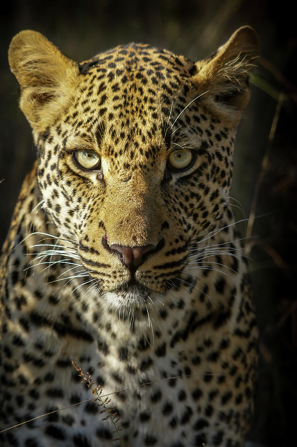 Portrait Of A Male Leopard Photograph by MaryJane Sesto