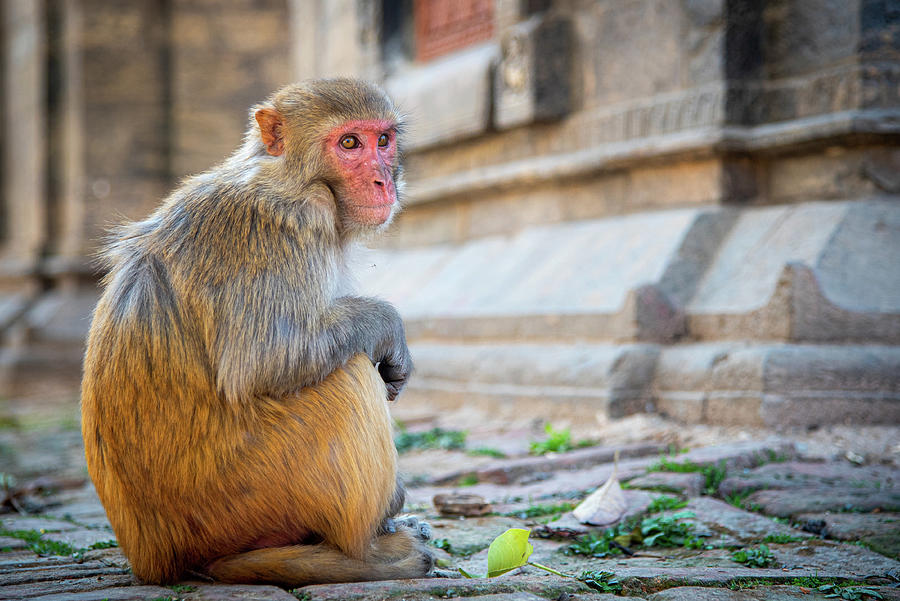 Portrait of a male macaque monkey sitting on the roof of a temple Photograph by Michalakis Ppalis