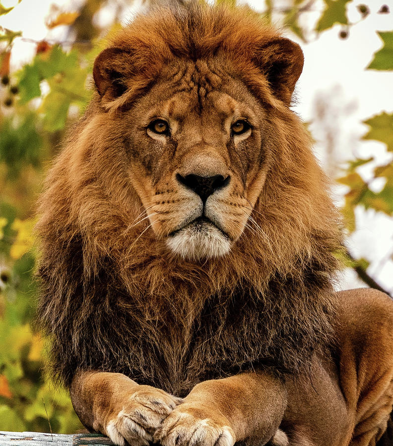 african lion pride with male
