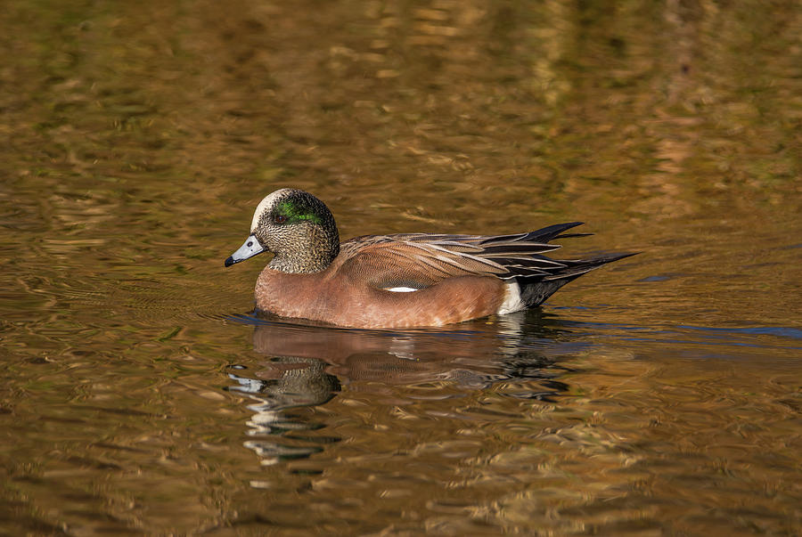 Portrait Of A Male Wigeon Photograph