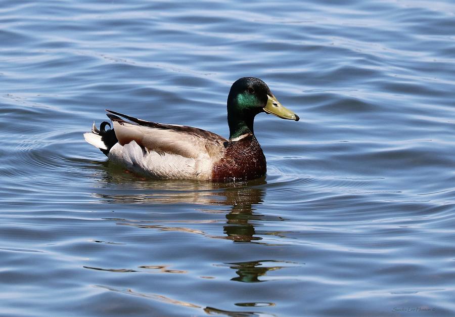 Portrait of a Mallard Drake Photograph by Sandra Huston - Fine Art America