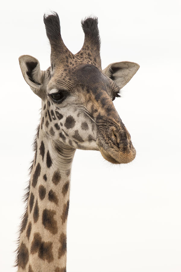 Portrait of a Masai giraffe Photograph by © Santiago Urquijo