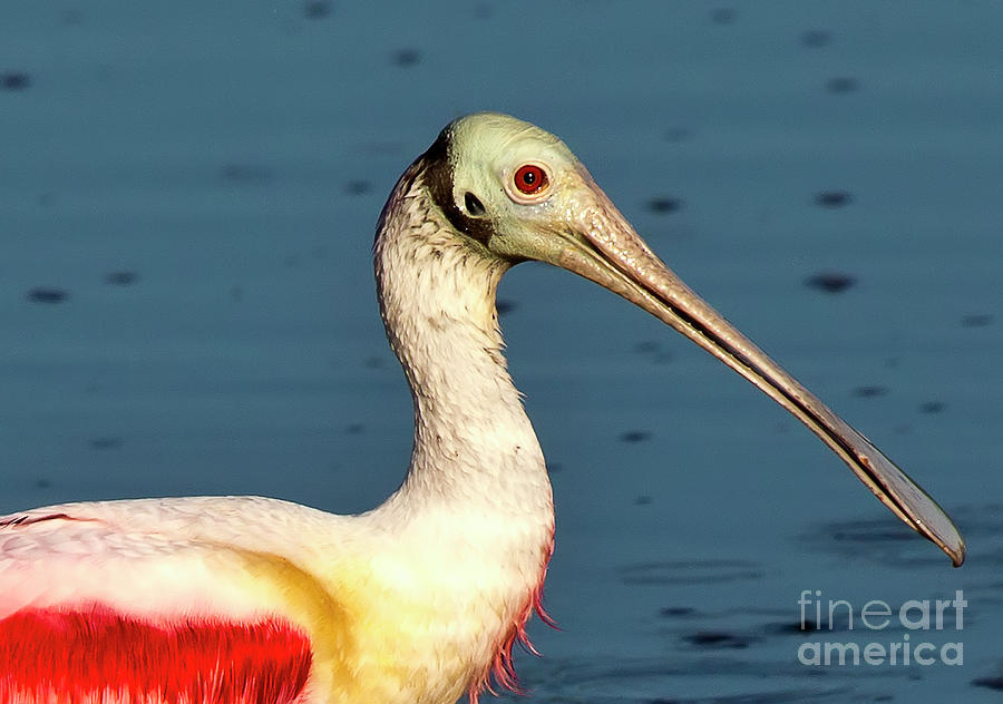 Portrait of a mature Roseate SpoonBill Photograph by Rodney Cammauf