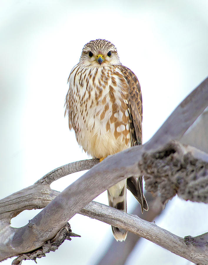 Falcon Photograph - Portrait of a Merlin by Judi Dressler