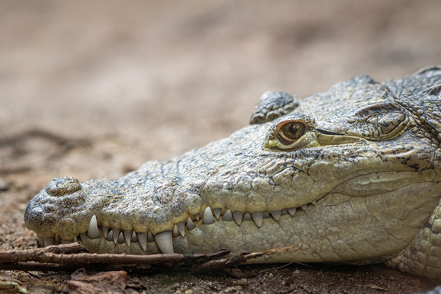 Portrait of a Mexican crocodile in a zoo Photograph by Stefan Rotter ...