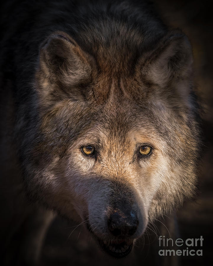 Portrait of a Mexican Grey Wolf Photograph by Lisa Manifold