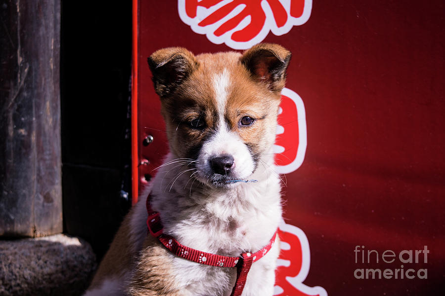 Portrait of a Mixed Breed Puppy Dog in Shanghai Photograph by Hiram
