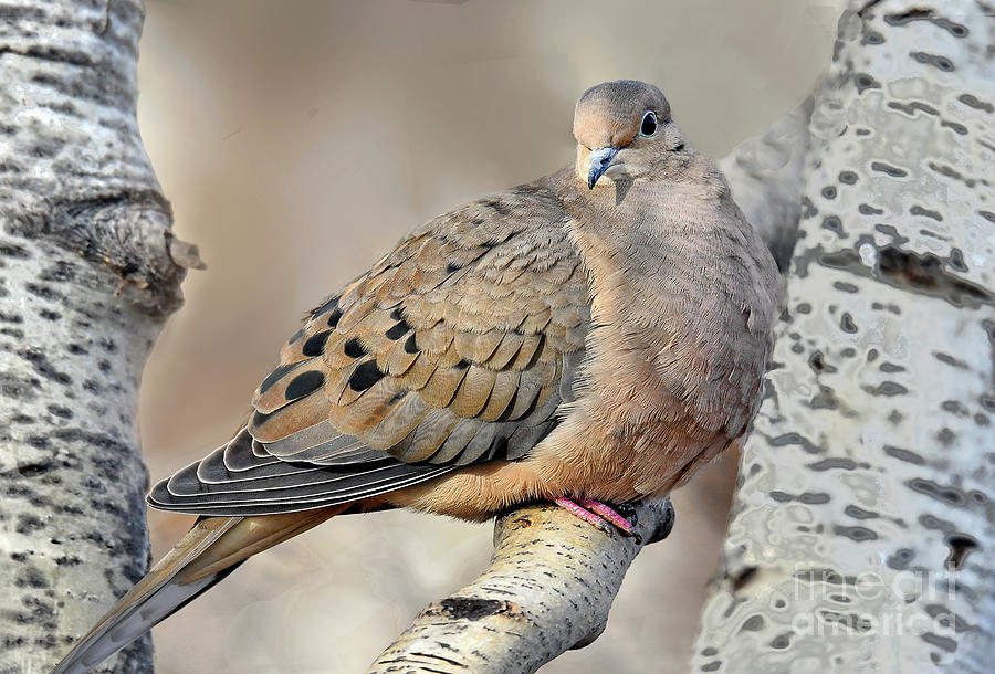 Portrait Of A Mourning Dove Photograph