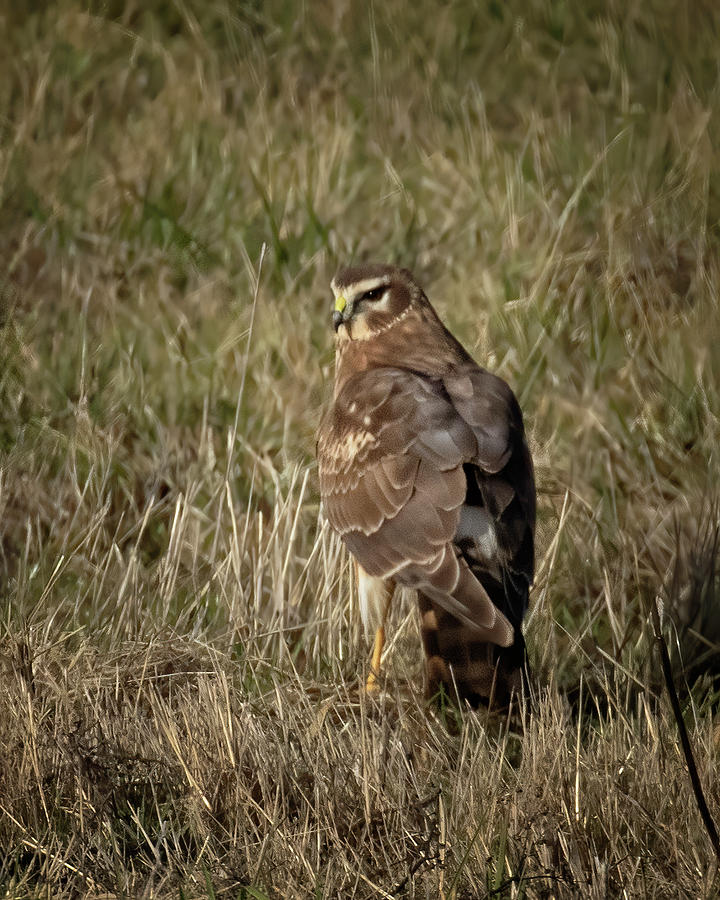 Portrait of a Northern Harrier Photograph by Belinda Greb