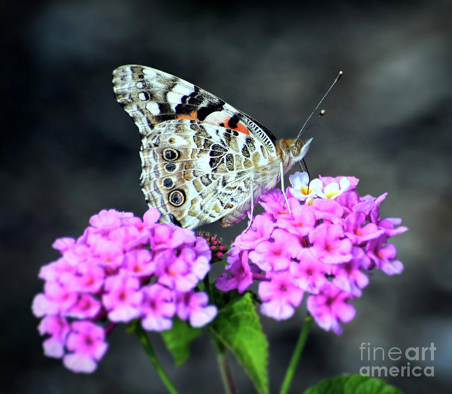 Portrait Of A Painted Lady Butterfly Photograph