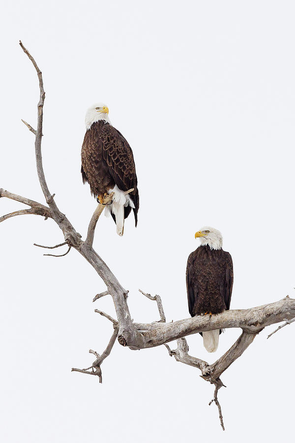 Portrait Of A Pair Of Bald Eagles Photograph